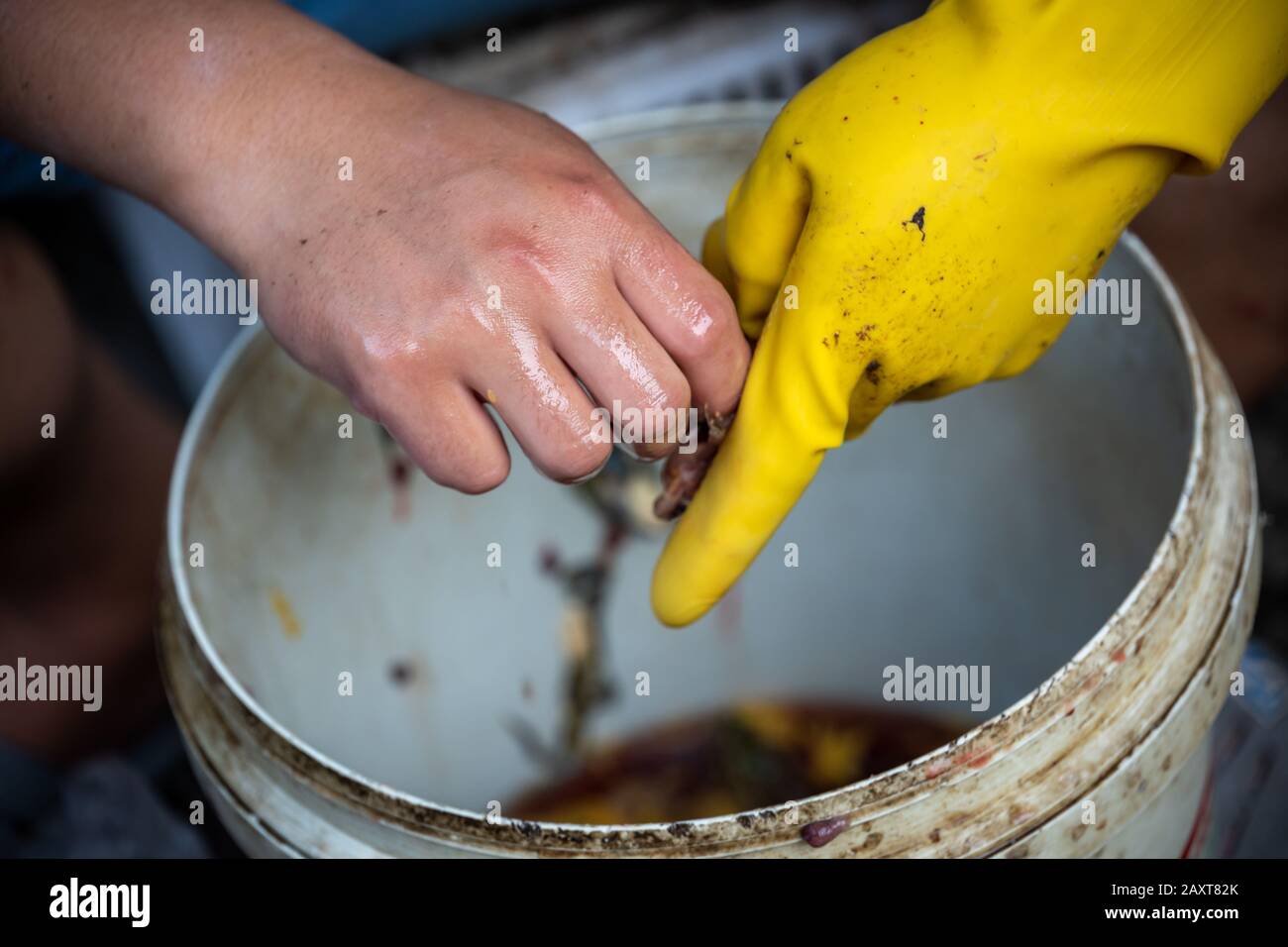 Persona China que lleva guantes de pvc de plástico amarillo pelando la piel de ranas vivas en la calle en Zigong, provincia de Sichuan, China Foto de stock