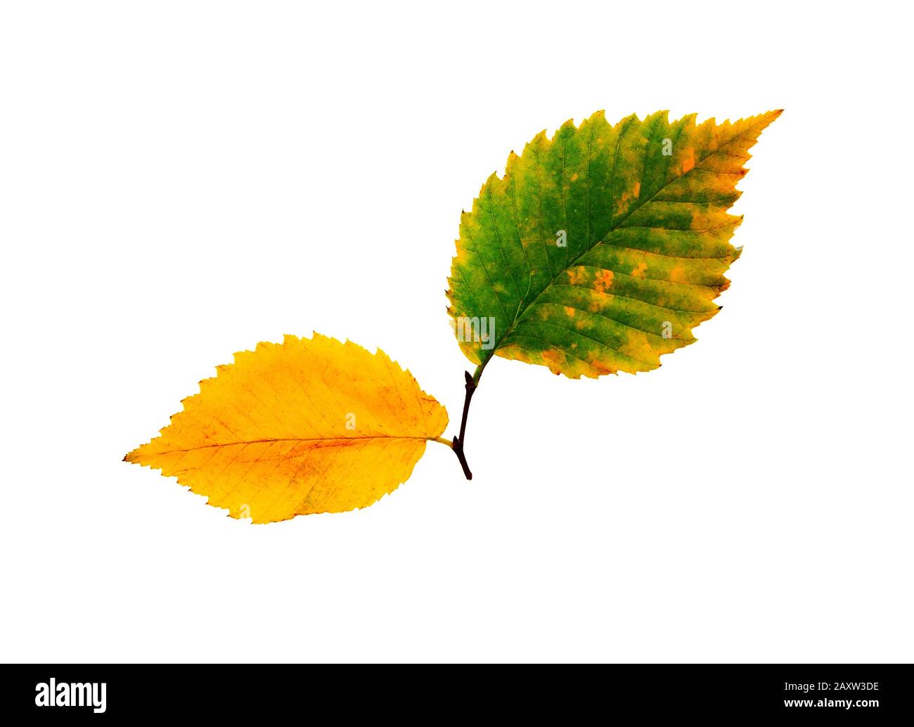 Hoja aislada. Conjunto de hojas de otoño, aisladas sobre fondo blanco. Hoja con textura acuarela. Foto de stock