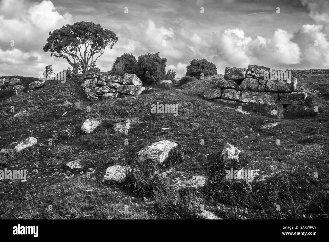 Bodmin moor, paisaje, ruinas de granito, árbol, gorse, rocas, Foto de stock