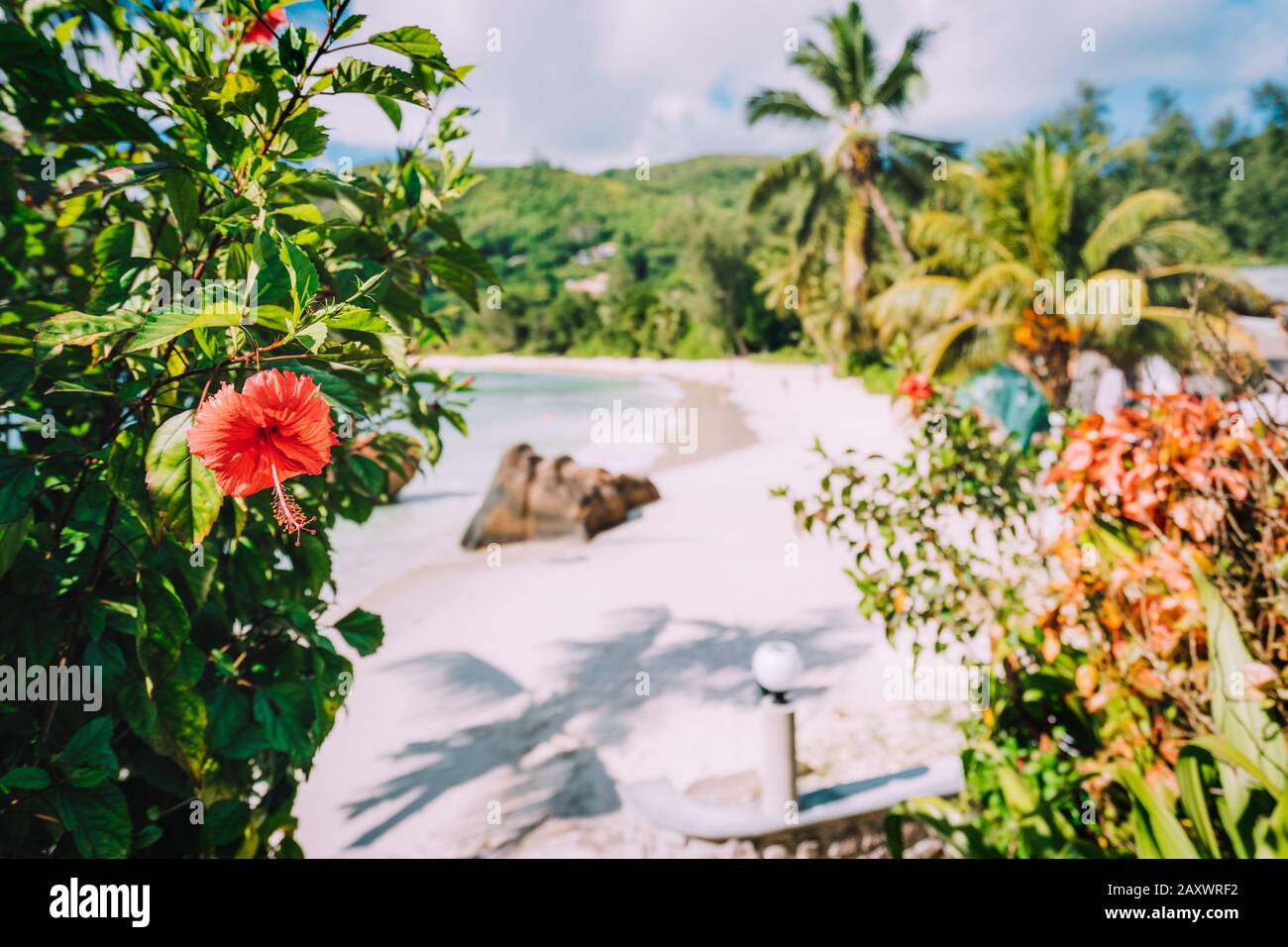 Playa Anse Takamaka, Seychelles. Flor tropical de hibisco rojo contra la playa de arena y cocoteros en el fondo Foto de stock