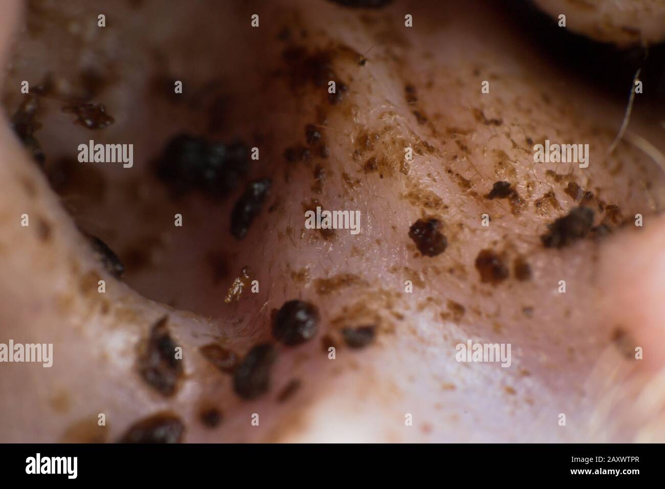 cera negra dentro del oído de un gato con ácaros del oído Fotografía de  stock - Alamy