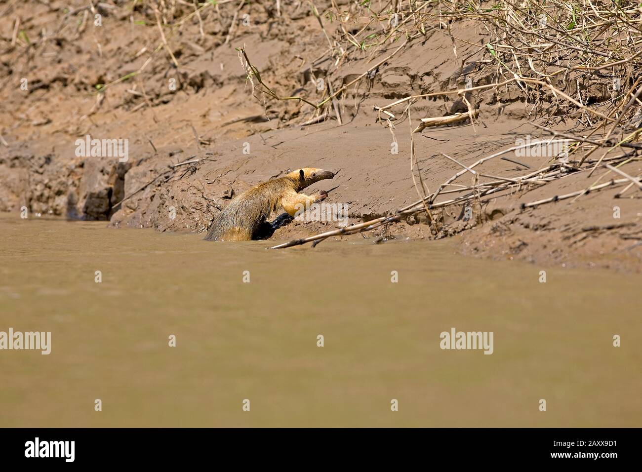 Oso hormiguero sur, Tamandua tetradactyla, Adulto cruzando el río Madre de Dios, el Parque Nacional del Manu en Perú Foto de stock