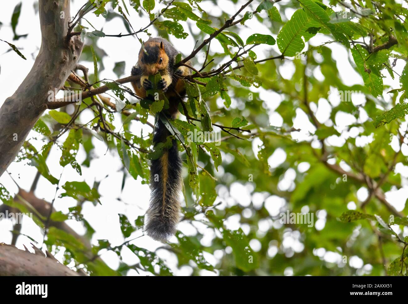 Ardilla del arbol xxx