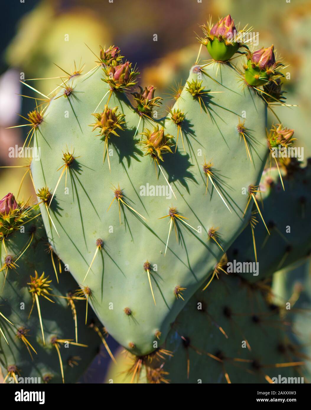 Cactus en forma de corazón Foto de stock