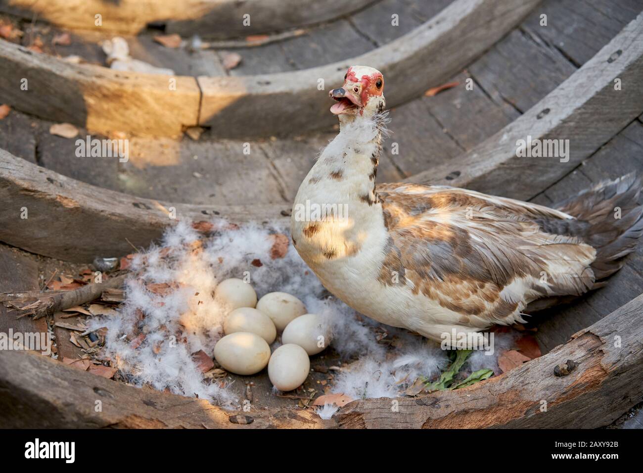 Pato y sus huevos en un nido en un antiguo barco de madera. Foto de stock