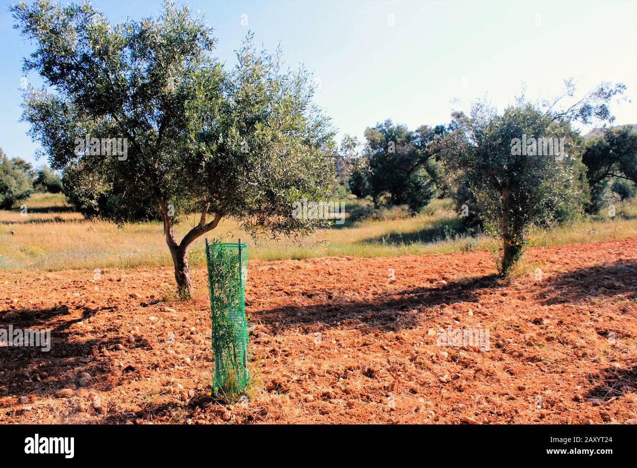 Pequeños olivos que crecen en olivar en Attica, Grecia. Foto de stock