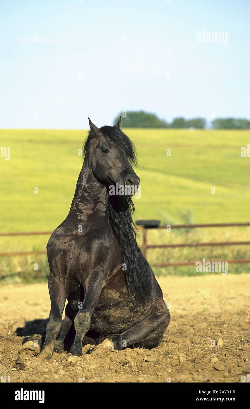 Friesenhengst, caballo friesiano, joven y divertido Stallion Foto de stock