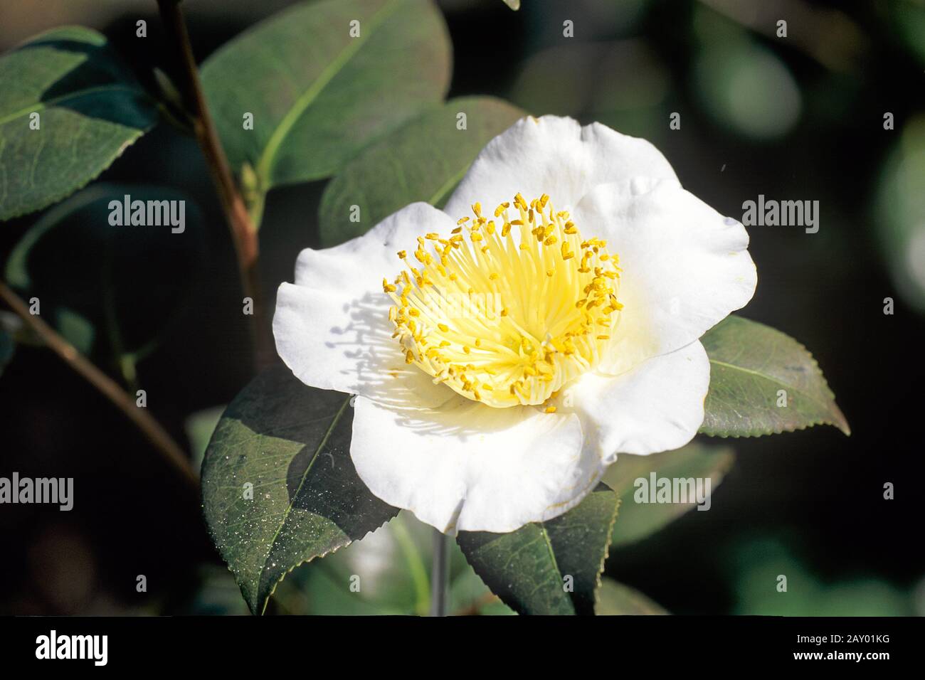 Camellia, Camellia, Camelia, Jardín En Germand, Jardín En Alemania Foto de stock