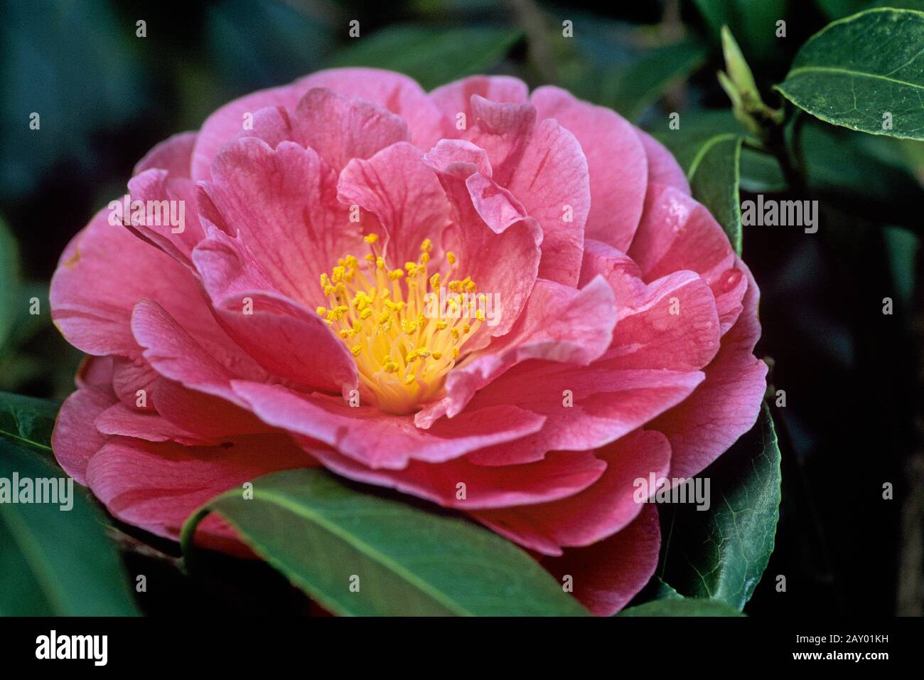 Camellia, Camellia, Camelia, Jardín En Germand, Jardín En Alemania Foto de stock