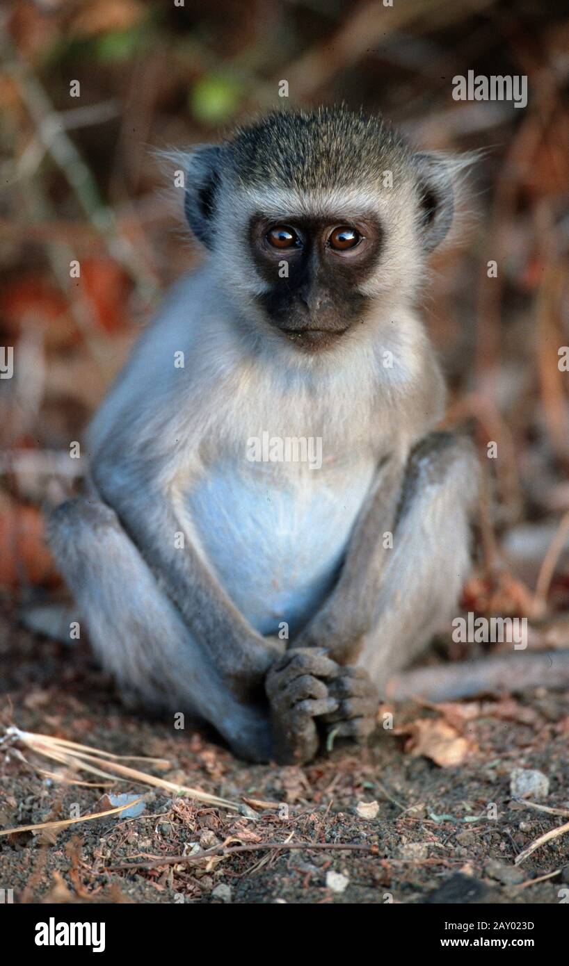 Mono vervet animal joven Vervet Monkey Kroeger Park Foto de stock