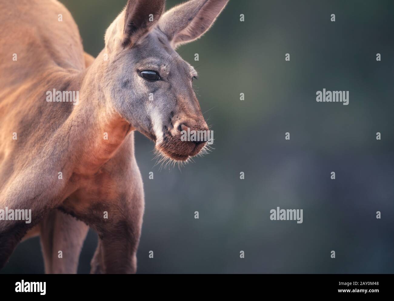 Retrato de un canguro rojo masculino (Macropus rufus), Australia Foto de stock