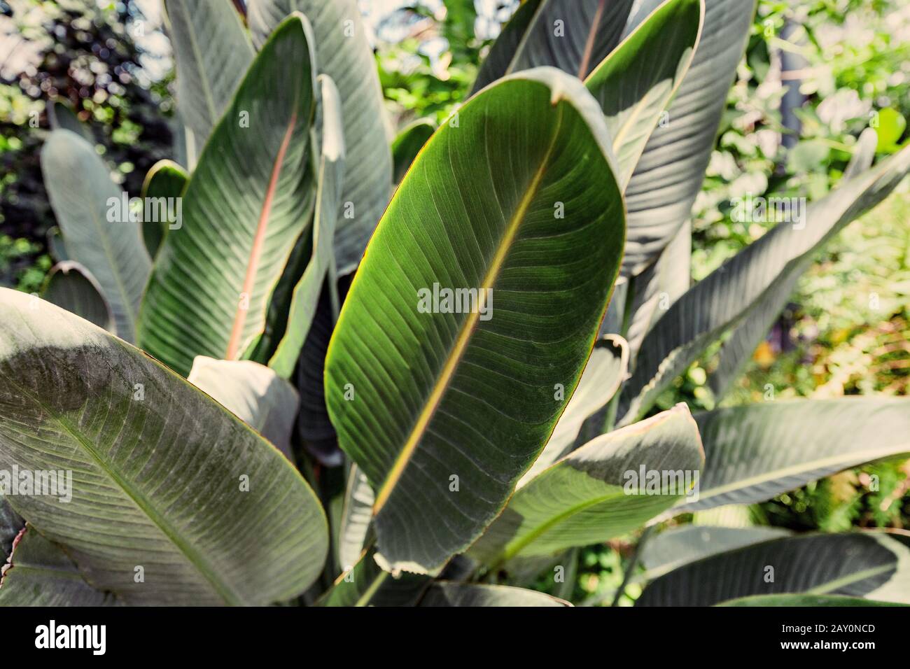 Hoja de heliconia fotografías e imágenes de alta resolución - Página 13 -  Alamy