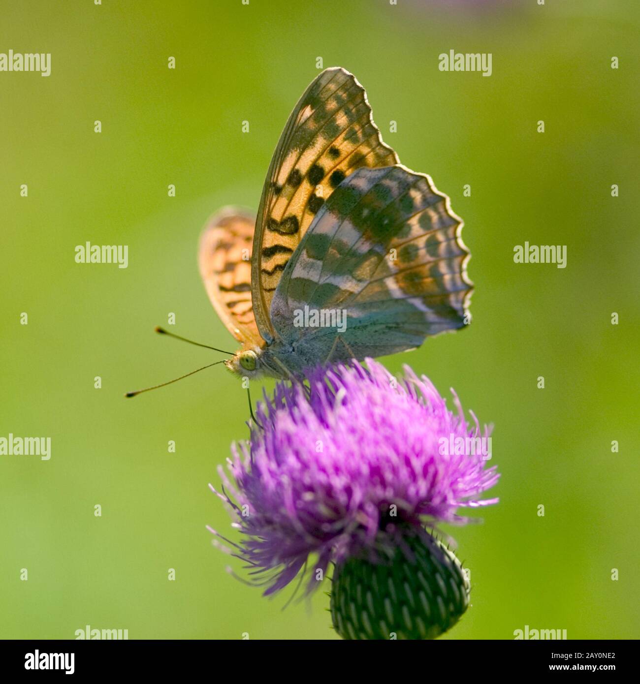 Mariposa común ( Mellicta athalia) - Mellicta athalia Foto de stock