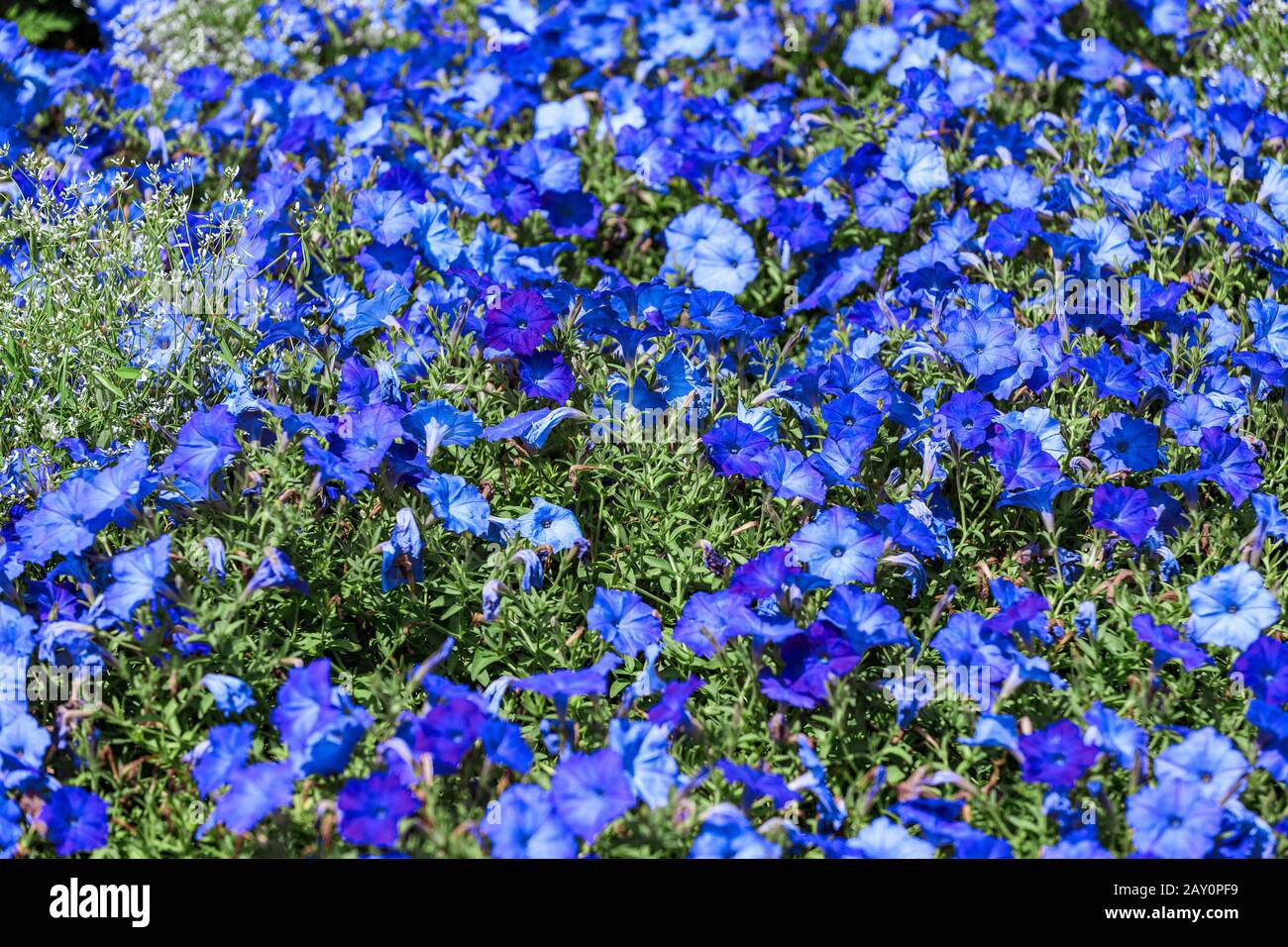 Cama de flores azul petunia en el jardín botánico Foto de stock
