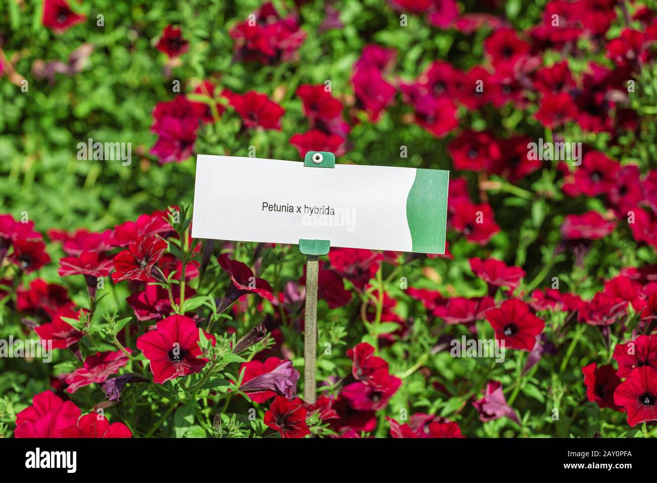 Cama de flores de petunia roja en el jardín botánico Foto de stock