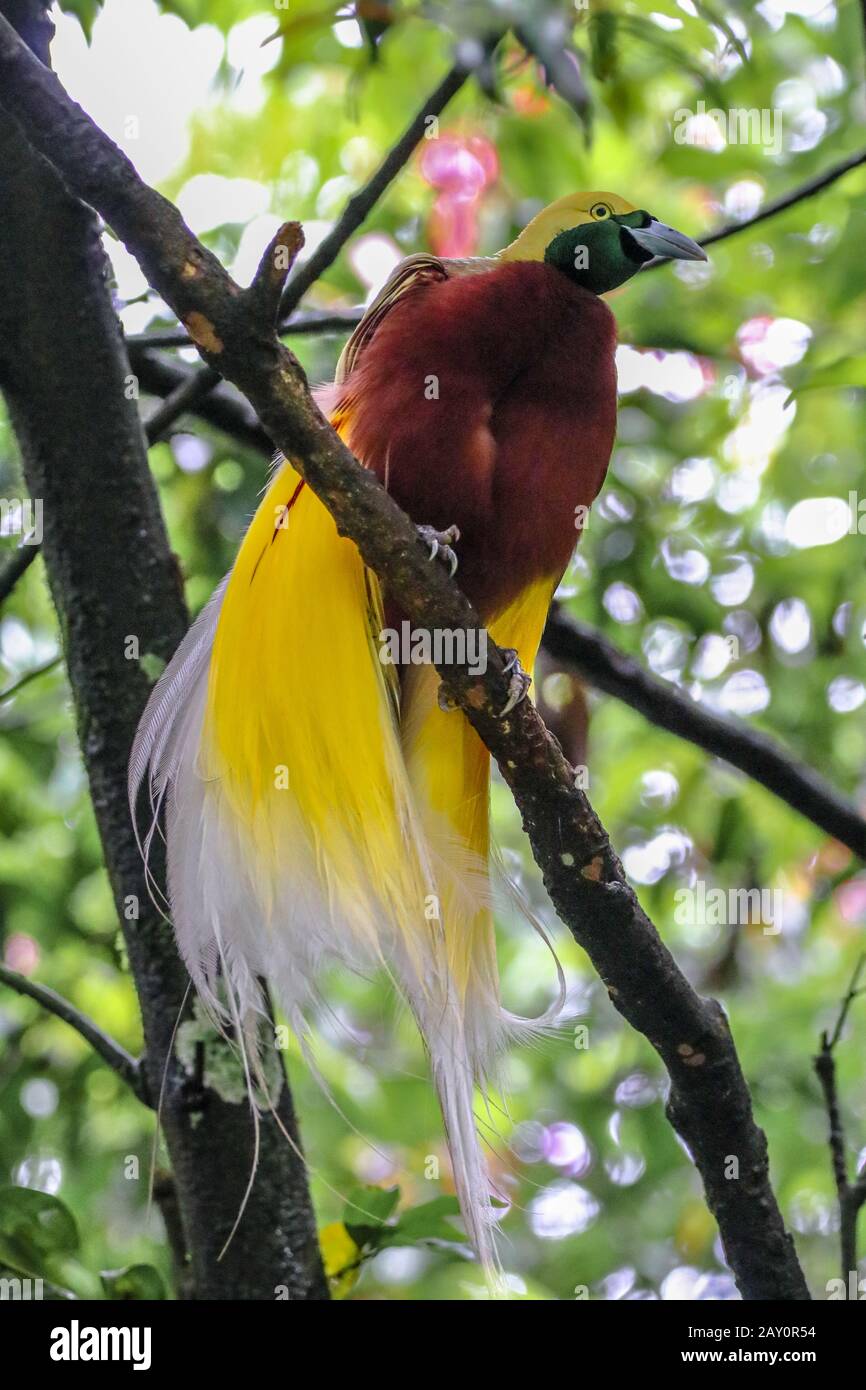árbol de ave del paraíso fotografías e imágenes de alta resolución - Alamy