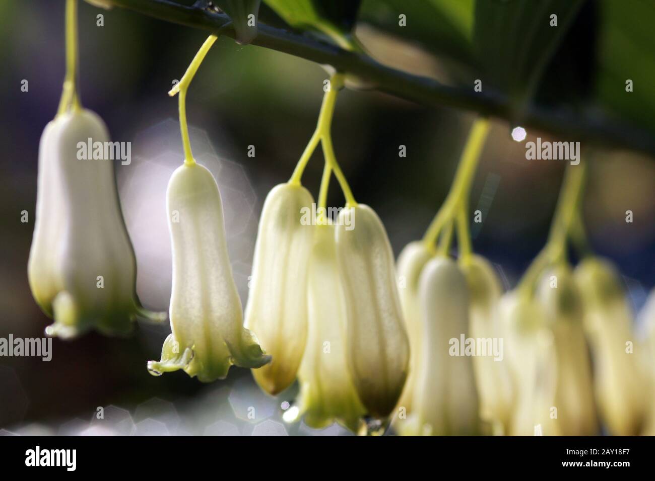 Junta Salomon de poliflor Fotografía de stock - Alamy