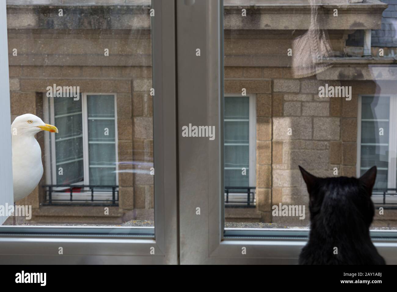 Un chat noir regarde par la fenêtre une mouette posée sur la rambarde d'un immeuble. Un gato negro mira por la ventana a una gaviota en el Foto de stock