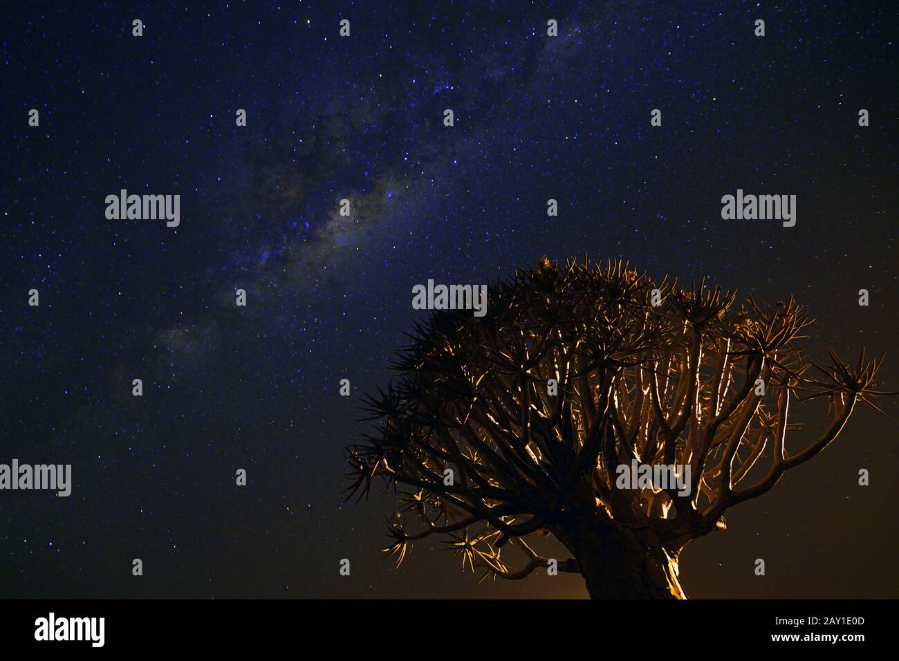 Vía Láctea con árbol quiver o árbol quivertree (Afrikaans: Kocurbo Foto de stock