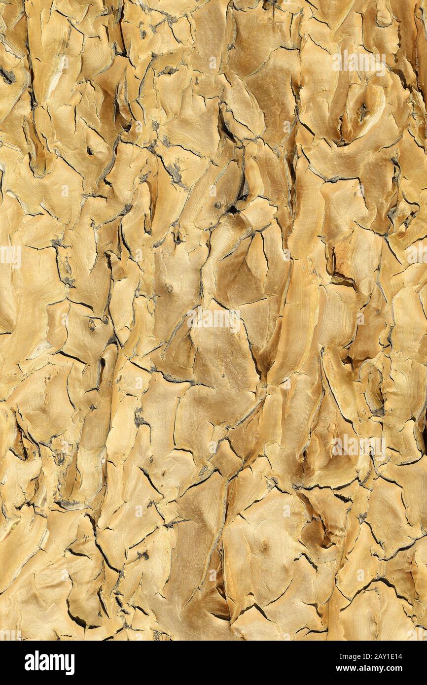 Corteza, corteza del árbol del quiver o del quivertree (Afrikaans: Kocurbo Foto de stock
