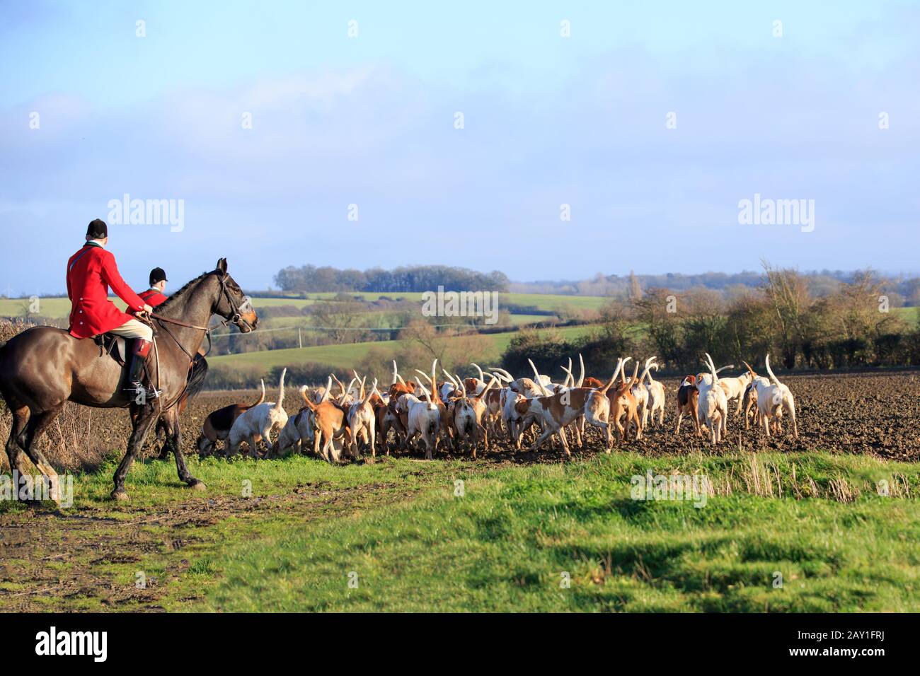 Caballos y un paquete de hounds hacia fuera en una caza del zorro, en la tierra de cultivo en el campo. Foto de stock