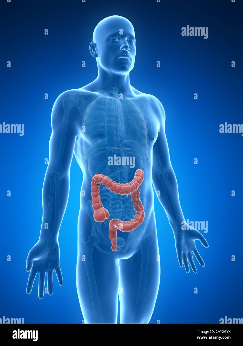 Ilustración 3D prestados del intestino humano Foto de stock