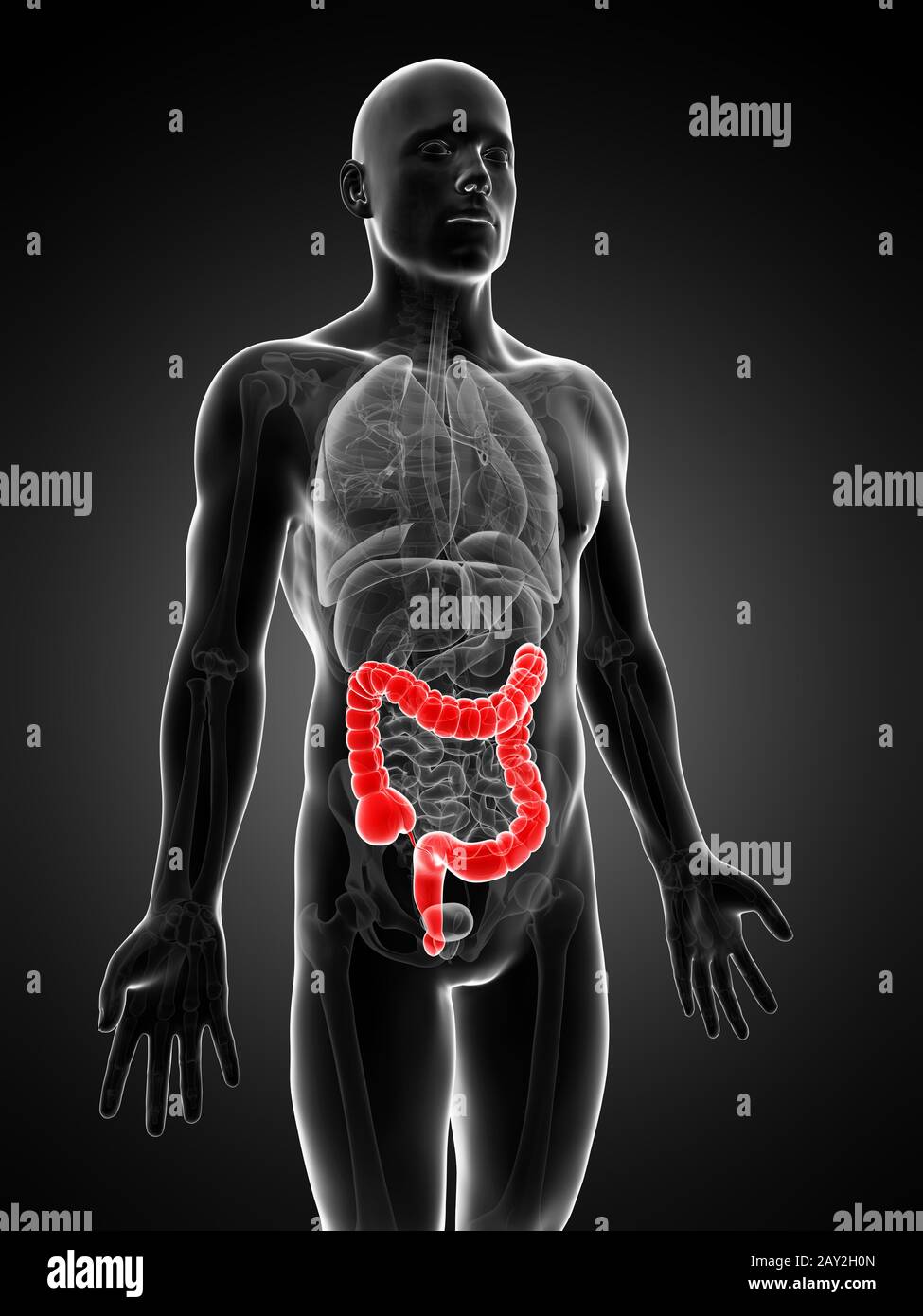 Ilustración 3D prestados del intestino humano Foto de stock
