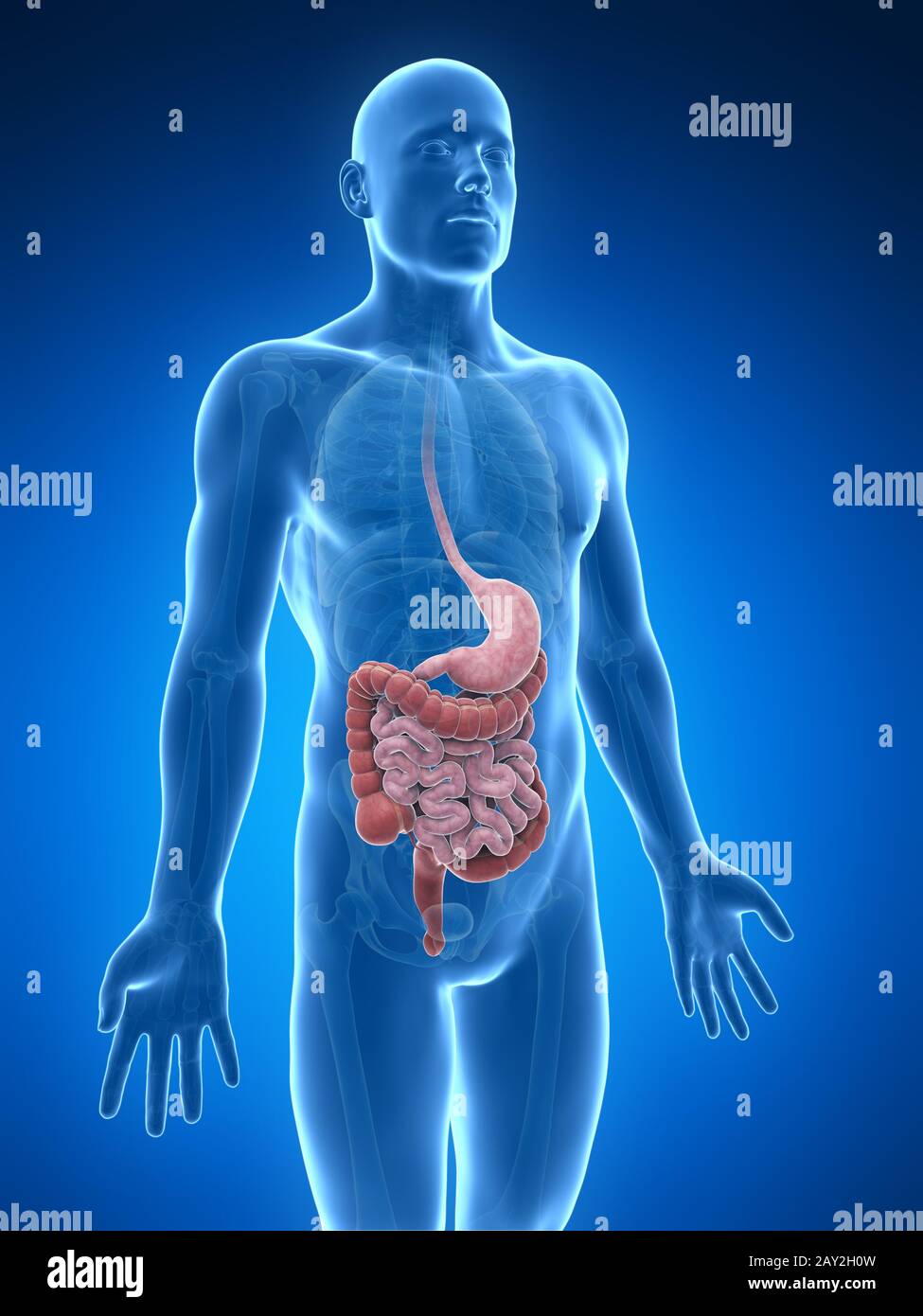 Ilustración 3D prestados del sistema digestivo Foto de stock