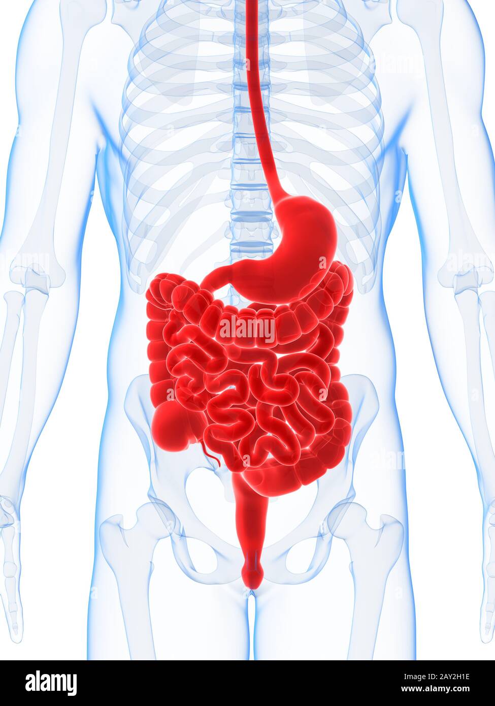 Ilustración 3D prestados del sistema digestivo masculino Foto de stock