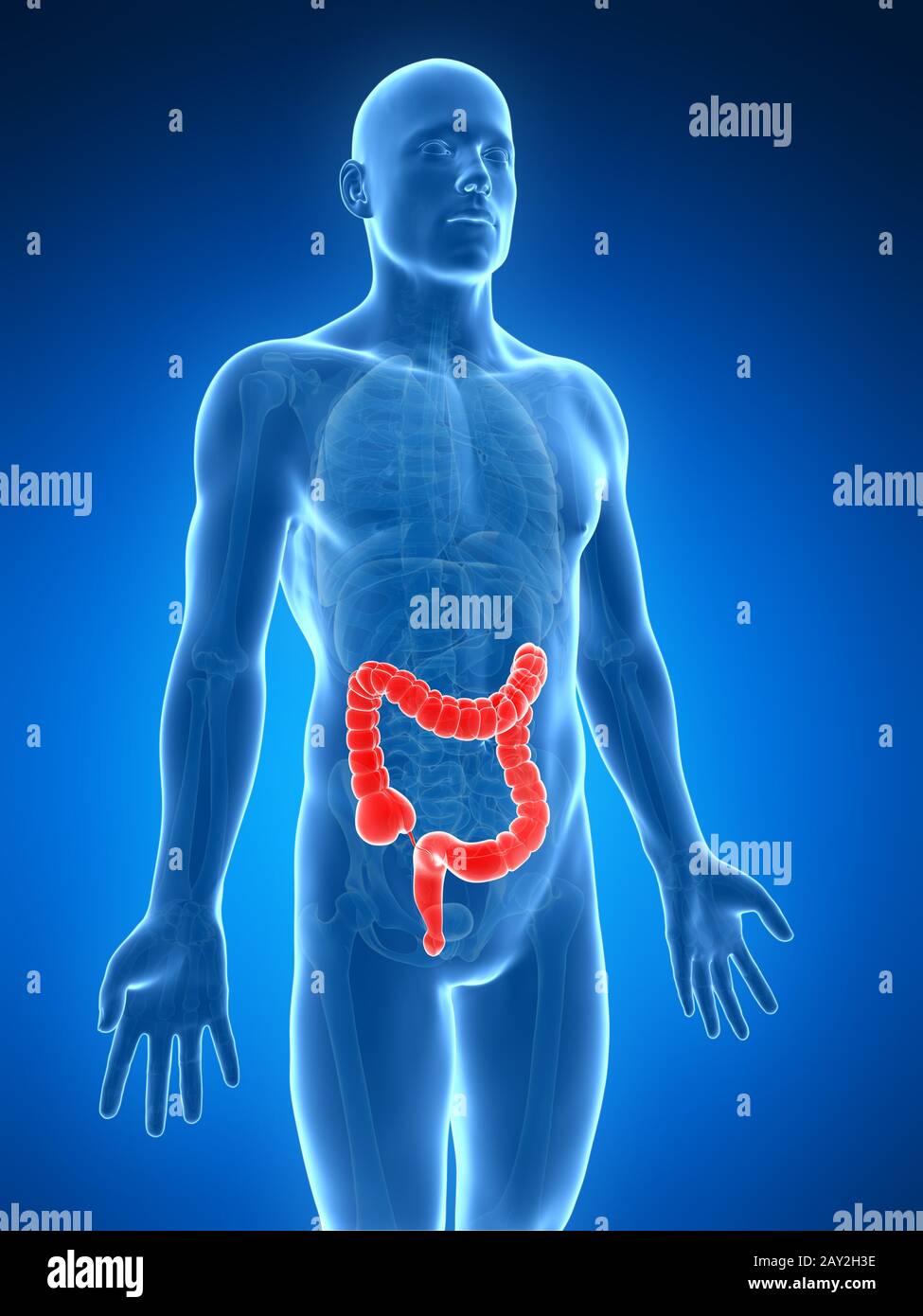 Ilustración 3D prestados del intestino humano Foto de stock