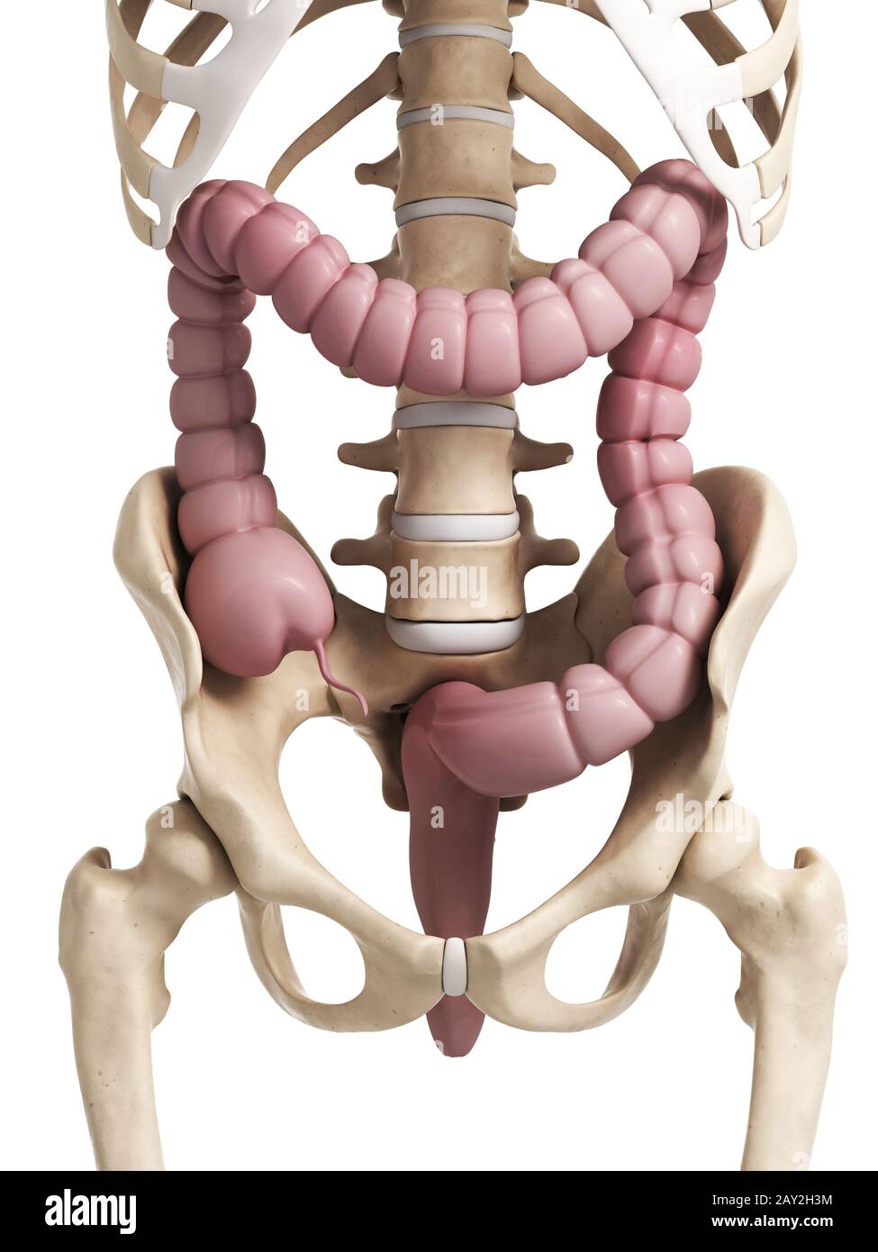 Ilustración 3D prestados del intestino humano Foto de stock