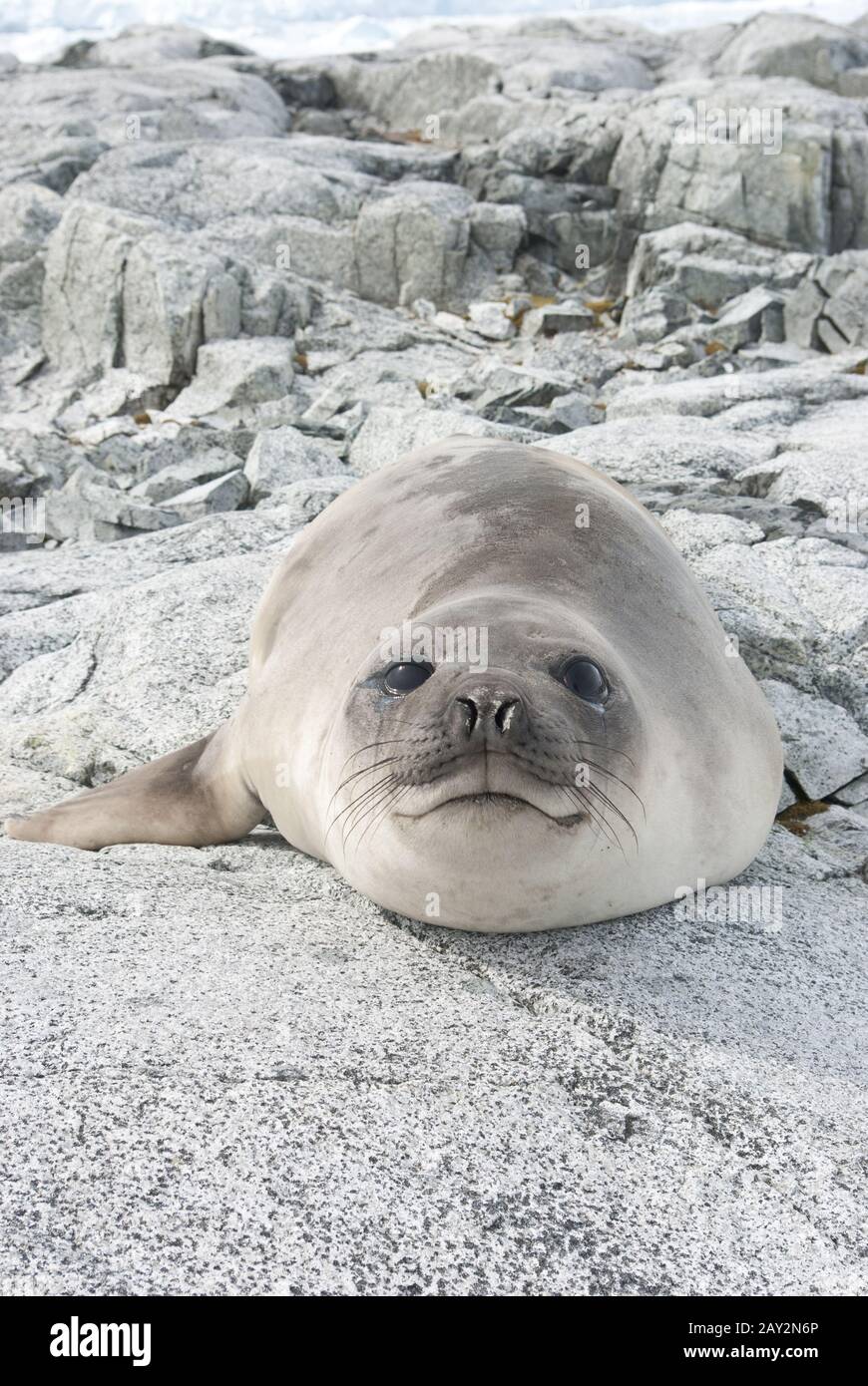 Joven elefante del sur foca en las rocas. Foto de stock