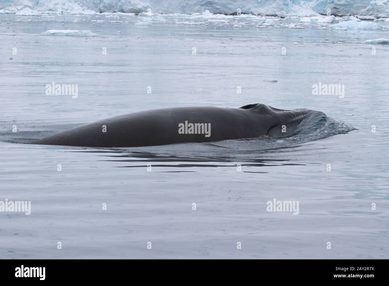 Ballena Minke que aparecieron en aguas antárticas Foto de stock