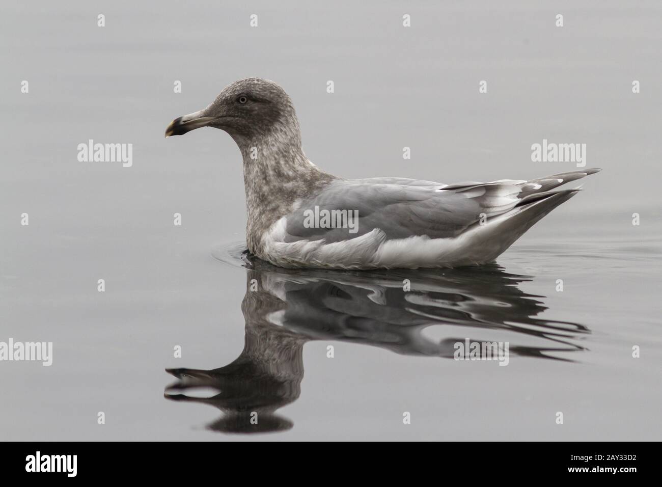 Gaviota glaucous-alada que está flotando en las olas de la bahía Avachinskaya Foto de stock