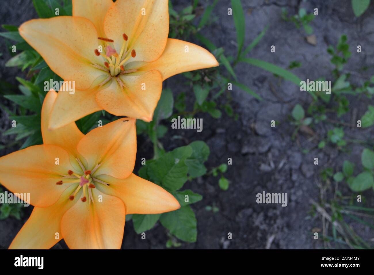 Lily. Amarillo lirio. Lilium. Primer plano. Jardín. Flujoado. Cuidado De  Las Flores Fotografía de stock - Alamy