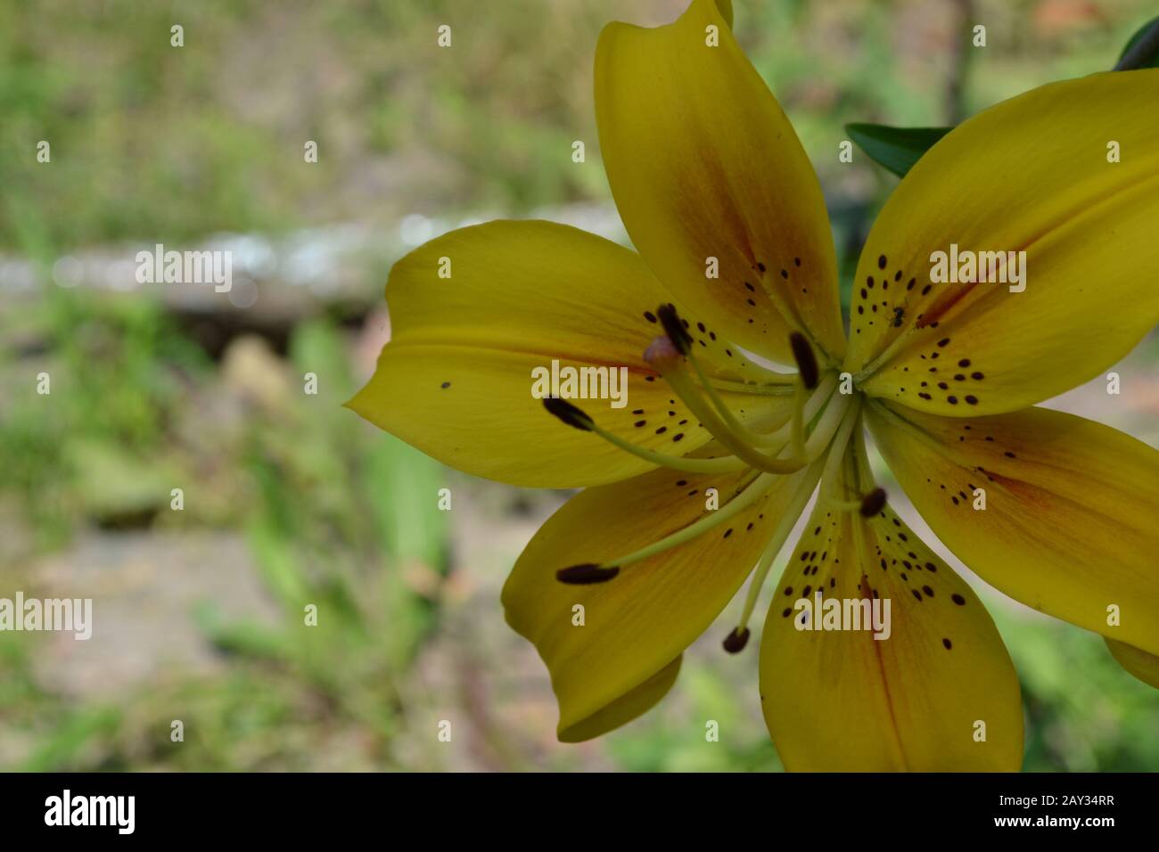 Amarillo lirio. Lilium. Lirio flor primer plano. Flujoado. Cuidado De Las  Flores Fotografía de stock - Alamy
