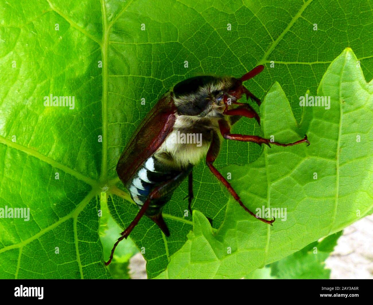 Junio Bug primer plano sobre hoja de uva verde con texturas y luces verdes brillantes. Belleza en la naturaleza. Nombre científico Melolonthinae. Concepto de insectos y insectos Foto de stock