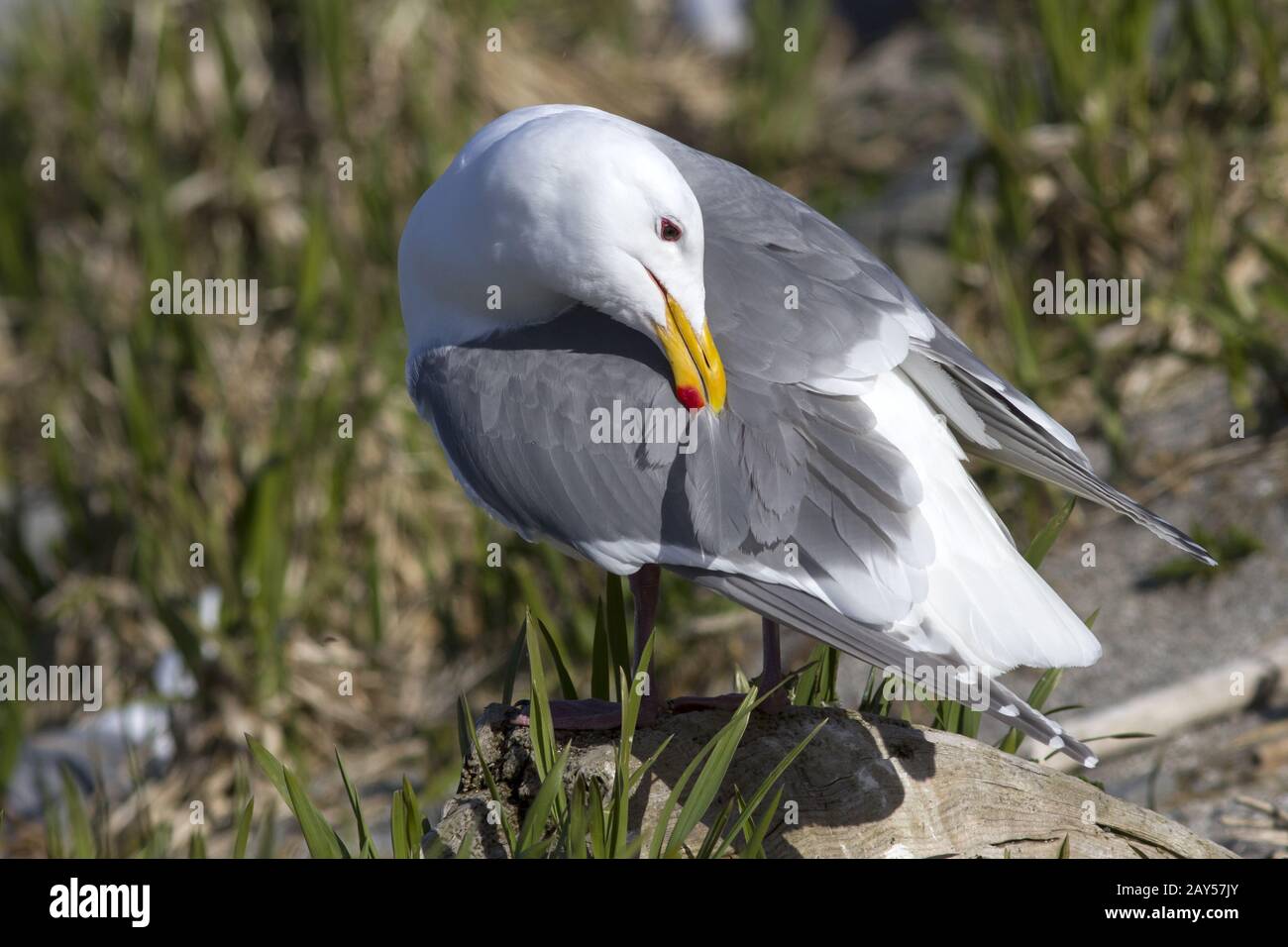 Glaucas alas de gaviota gaviota que limpia las plumas de pie sobre una roca en la colonia Foto de stock
