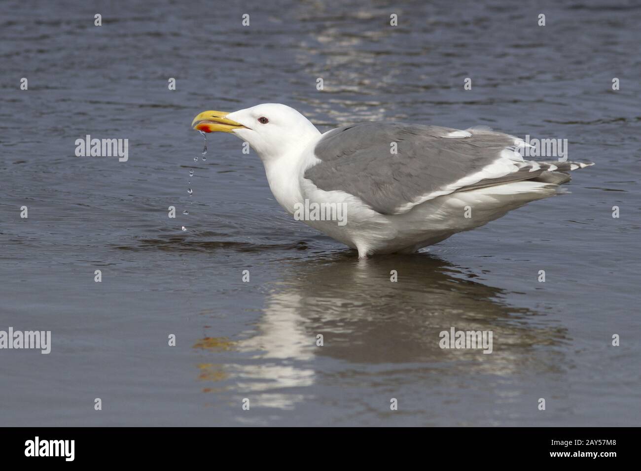 Alas glaucas gaviota que se encuentra en el agua y agua potable Foto de stock