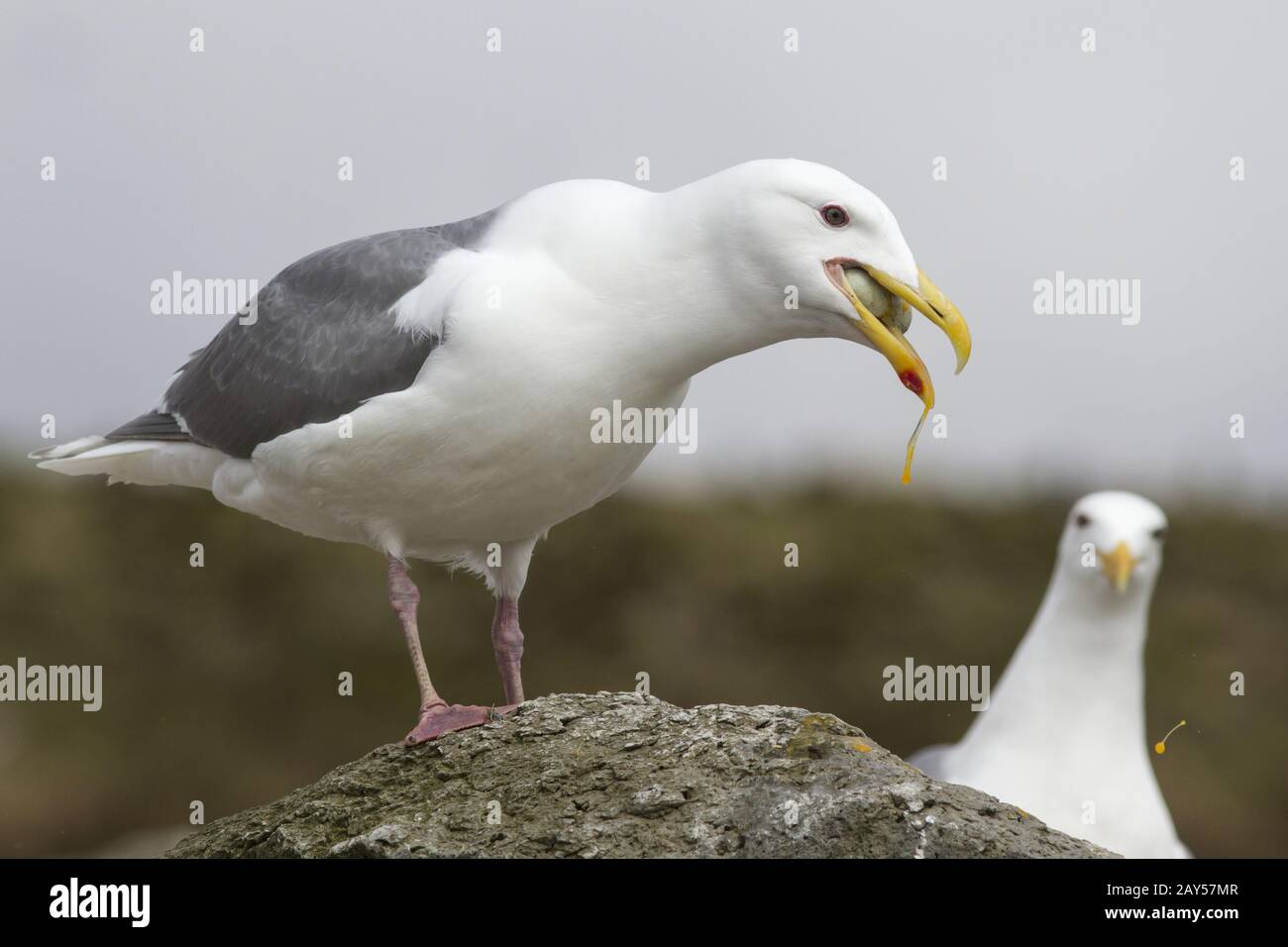 Glaucas alas con un huevo de gaviota cormorán en su pico Foto de stock
