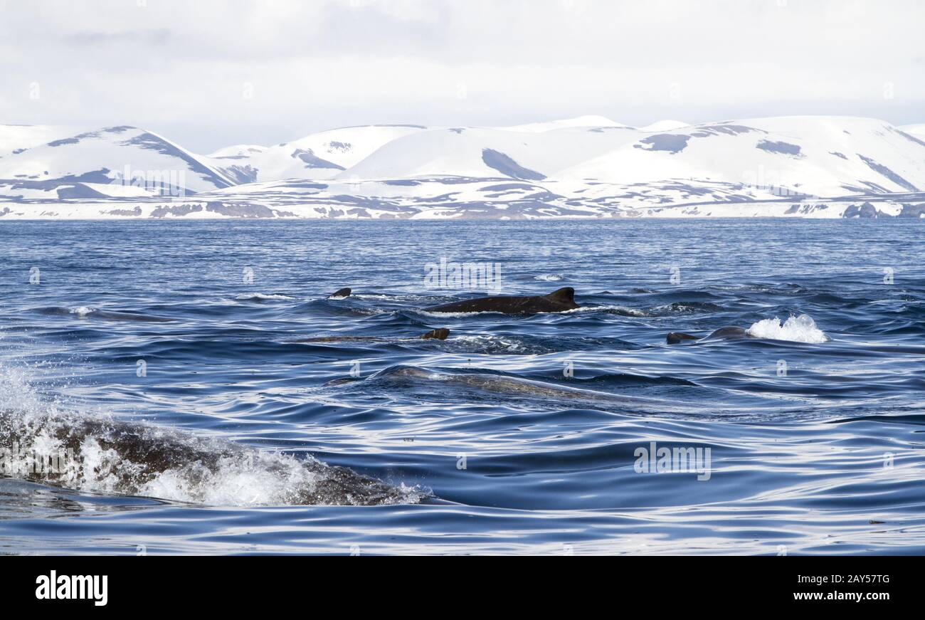 Grupo north flotadores flotando a lo largo de la isla de Bering Foto de stock
