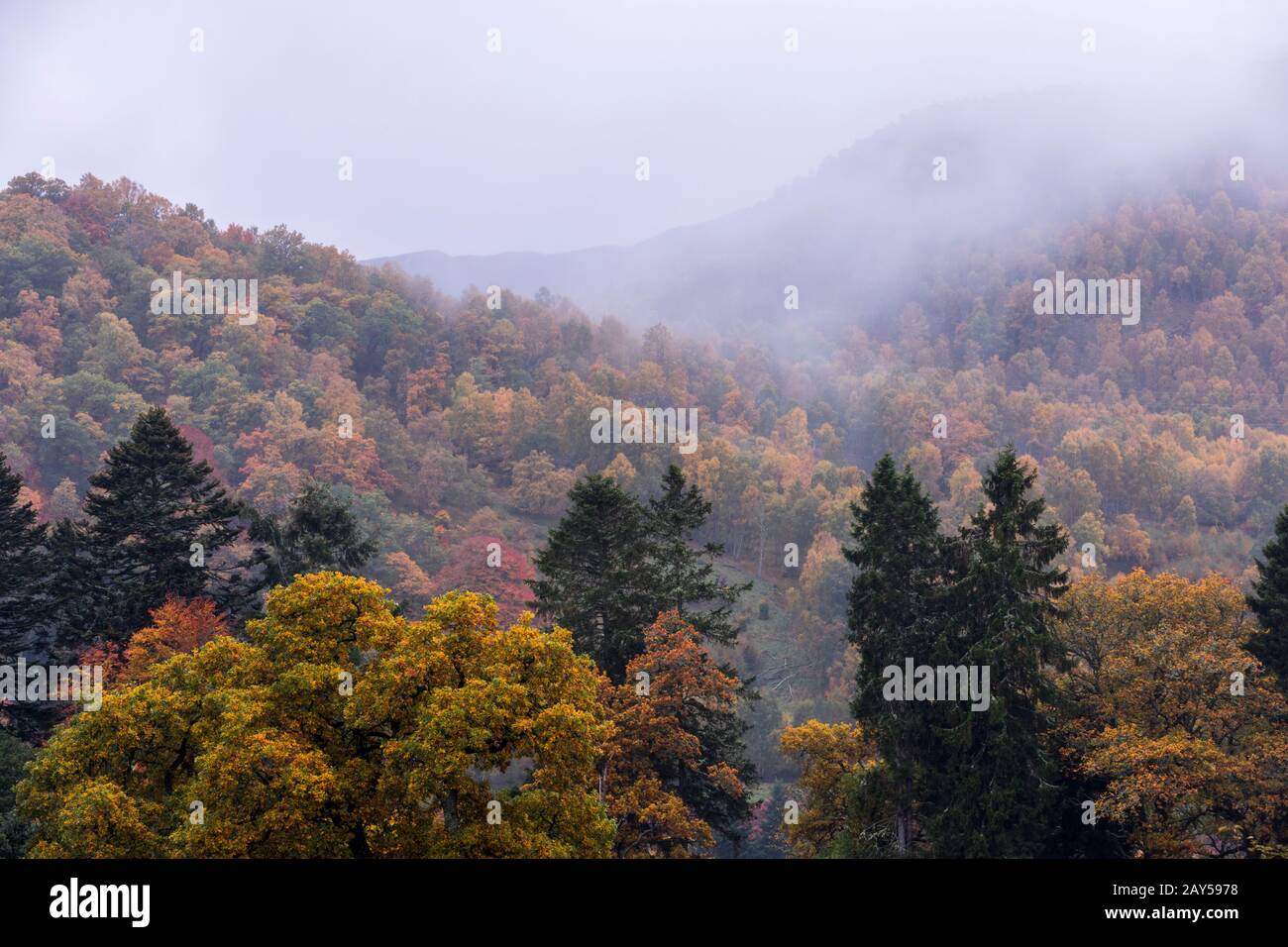 Bosques de Alaska; otoño; Pitlochry; Escocia; Reino Unido Foto de stock