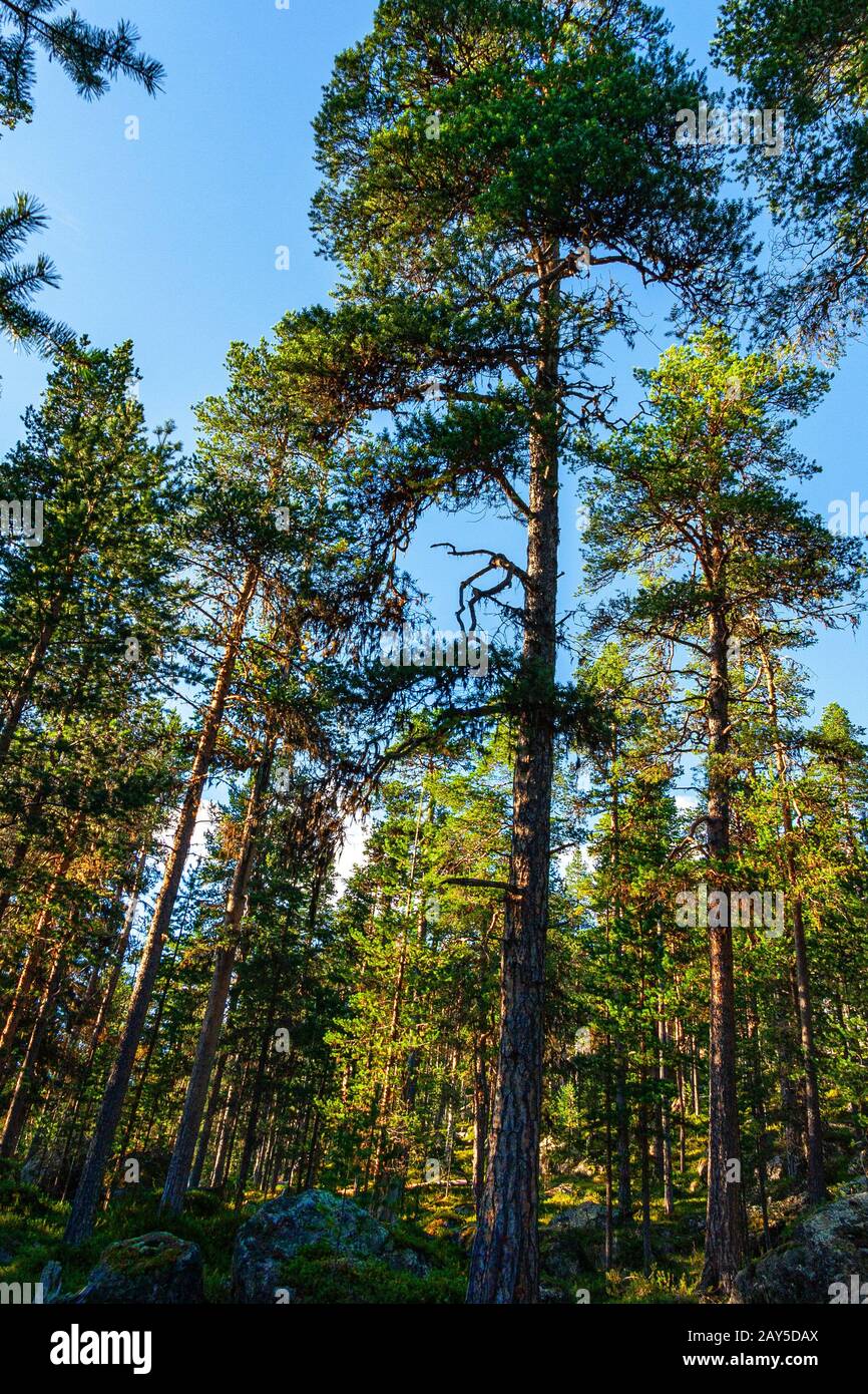 bosque boreal, pinos escoceses Foto de stock