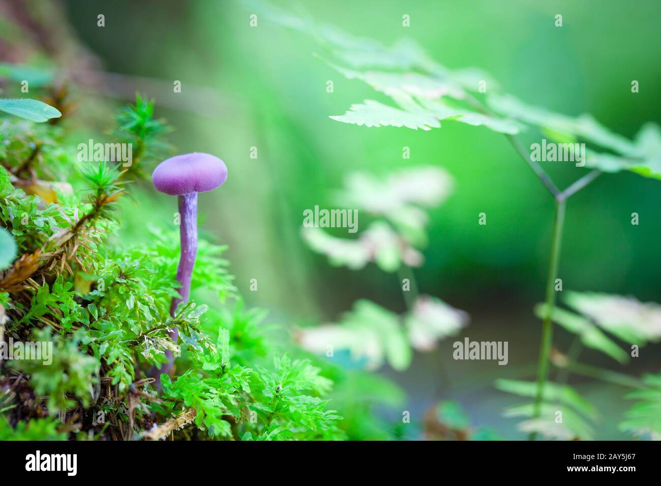 pequeño hongo púrpura - de cerca Foto de stock