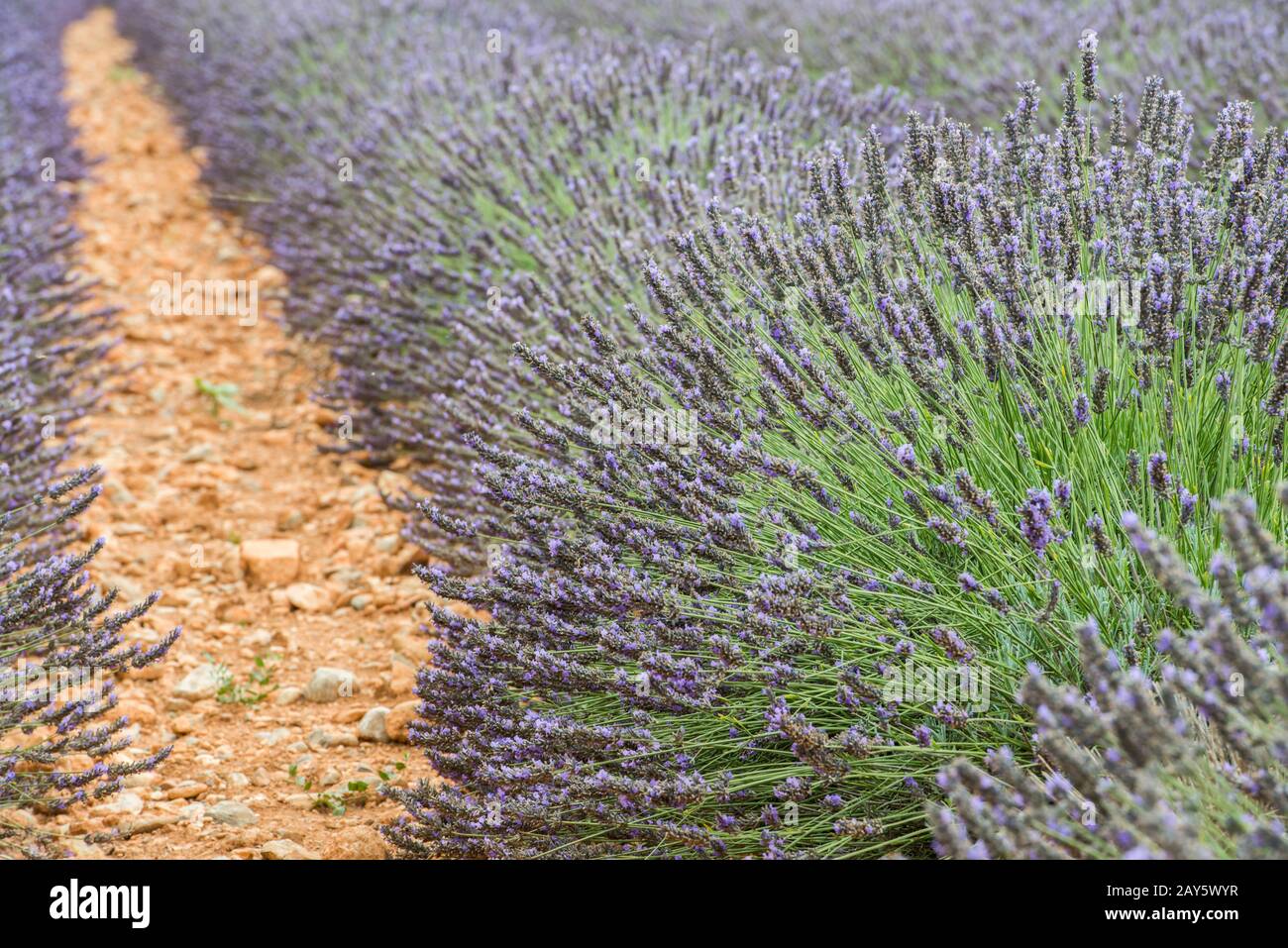 Vista cercana de las líneas rectas de arbustos de lavanda violeta Foto de stock