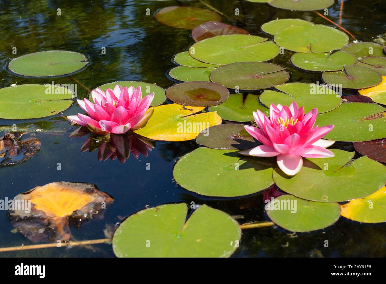 dos lirios de agua con flores rosas en un estanque - primer plano  Fotografía de stock - Alamy
