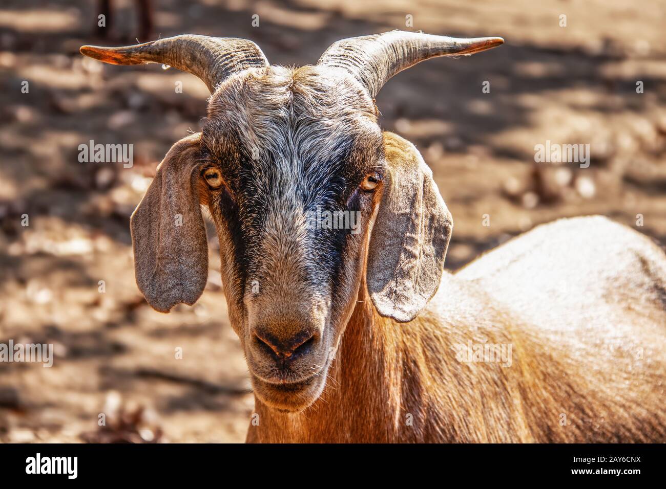 Primer plano de cabeza de cabra cuernos mirando a la cámara con ojos extraños - fondo borroso Foto de stock