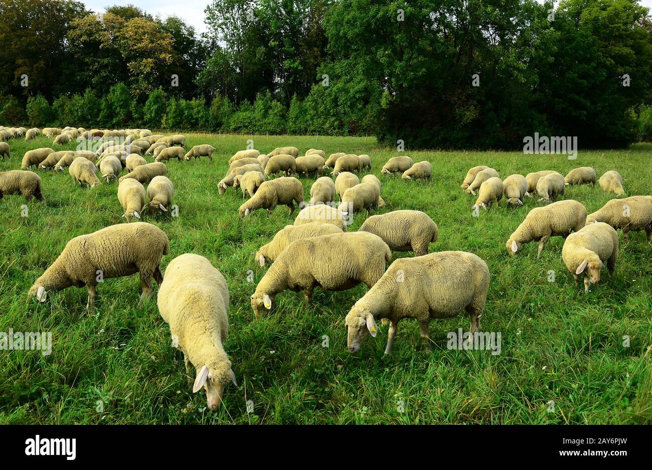 Ovejas, rebaño de ovejas, rebaño de ovejas, Ovis gmelini aries, Foto de stock