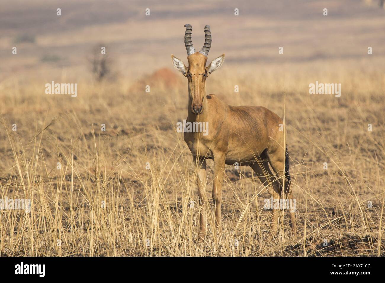 Lelwel Hartebeest que se erige en la sabana durante la estación seca en el fondo de hierba seca Foto de stock