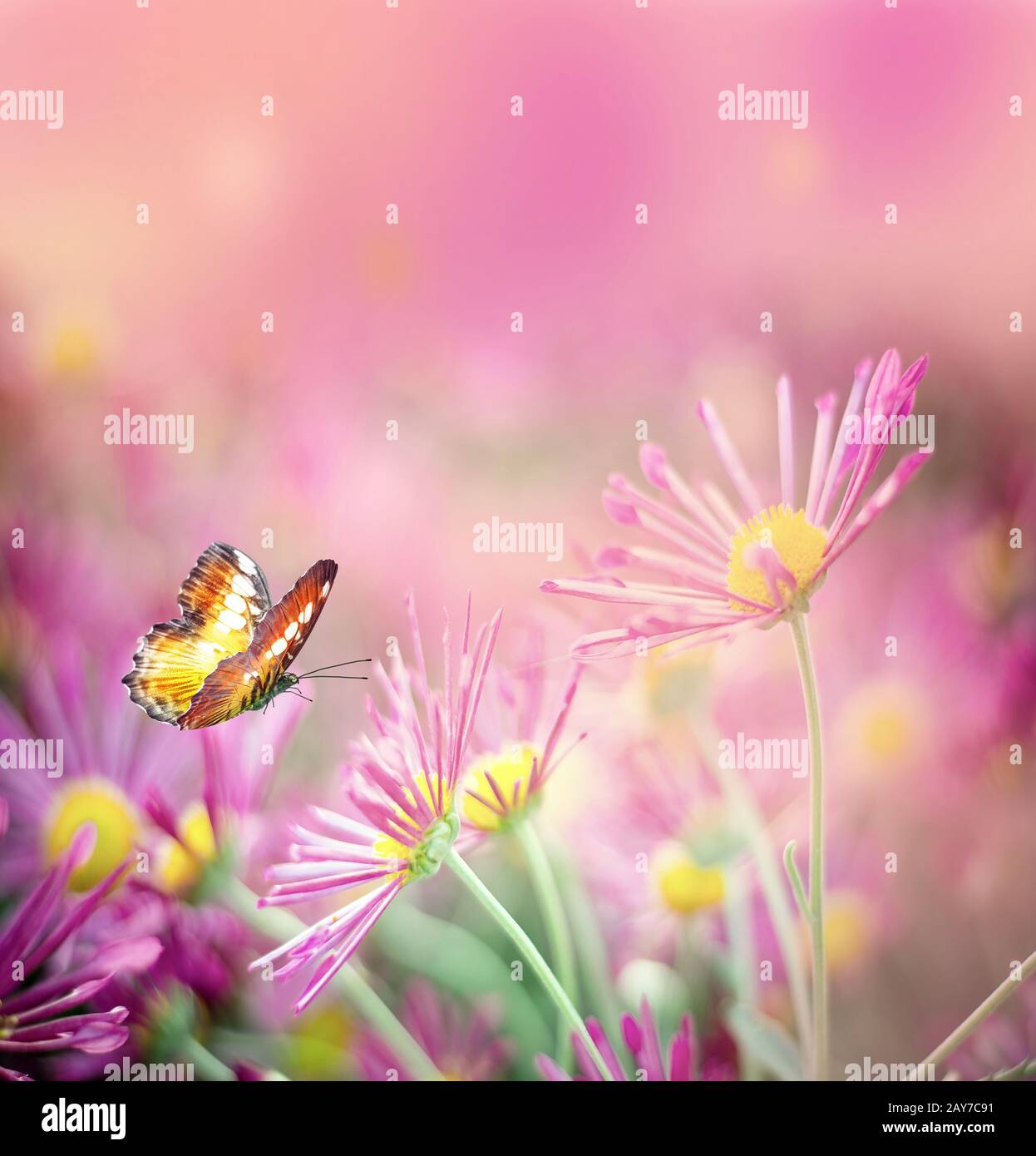 Hermosa mariposa y bonitas flores. Paisaje de verano Fotografía de stock -  Alamy